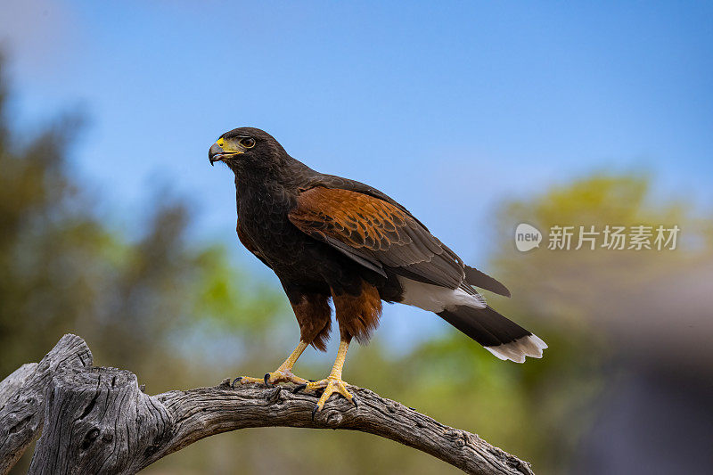 哈里斯鹰(Parabuteo unicinctus)，也被称为湾翼鹰、黑鹰和狼鹰。从美国西南部繁殖到智利、阿根廷中部和巴西的猛禽。索诺兰沙漠，亚利桑那州。